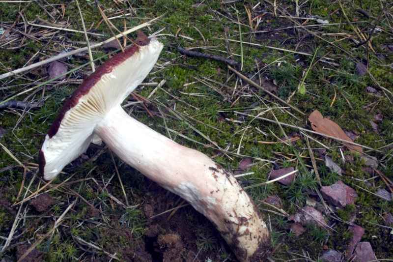 Una Russula speciale